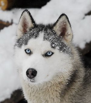 Photo of Eski S Akulovoi Gory