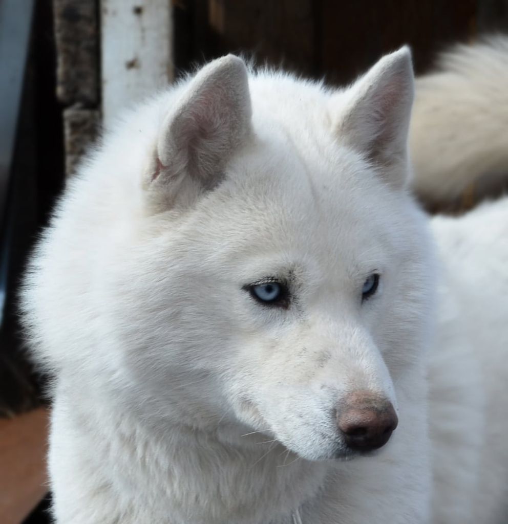 Photo of Altay Spirit Zaveta From Volfriver
