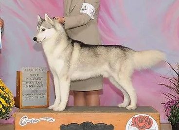 Photo of DeSari’s Rico Suave