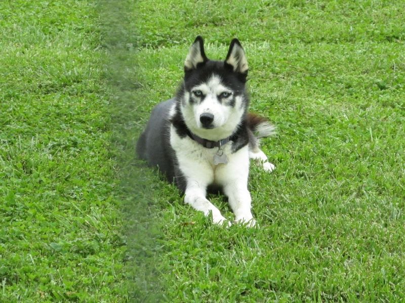 Photo of Blu Mtn’s Delilah