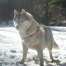 Photo of Northern Light’s RC Anna