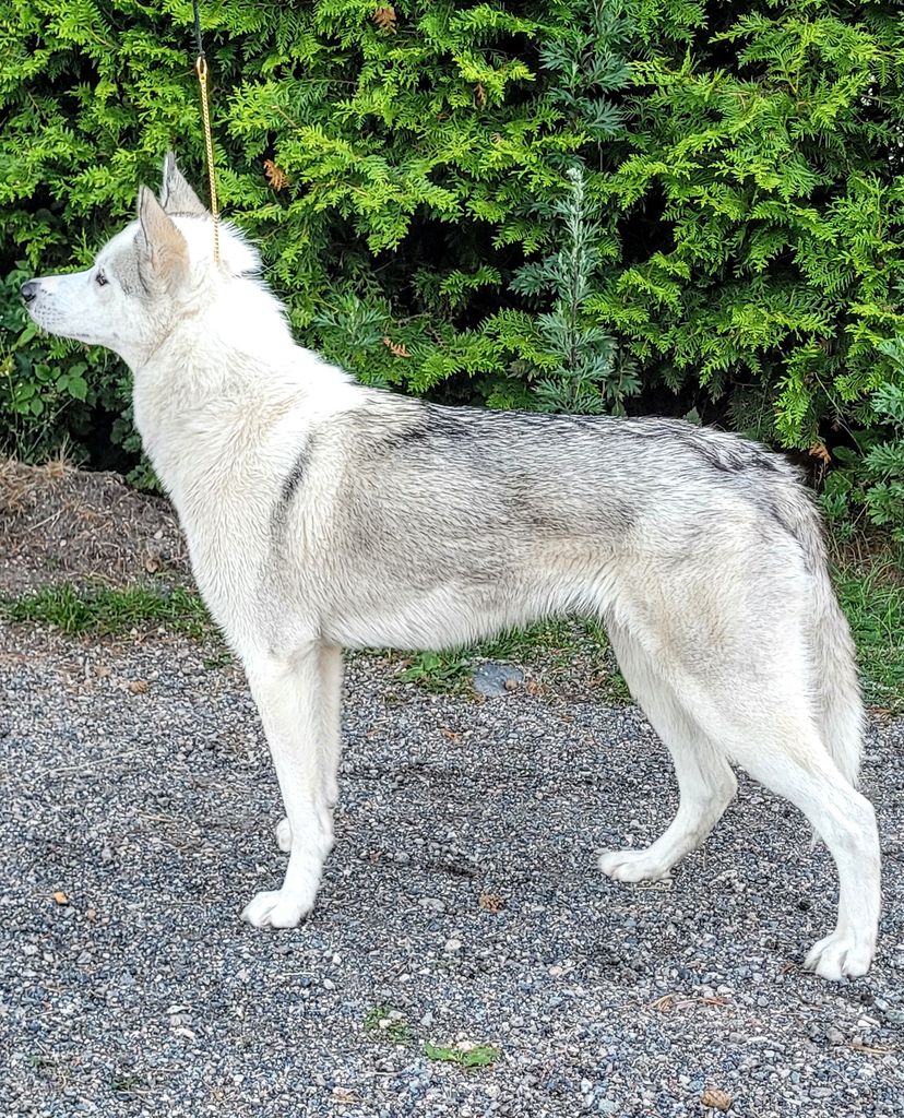 Photo of Bjørgaskogens IA Holly