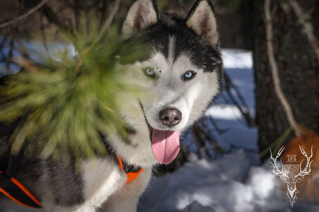 Photo of Nord Heart Running Wolf