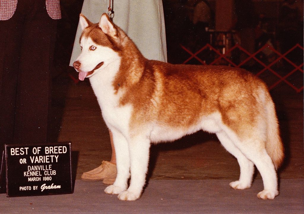 Photo of Talocon Nova's Taneha