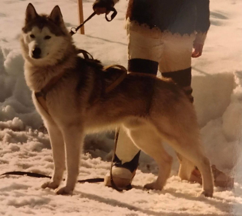 Photo of Jarvi av Vargevass-A