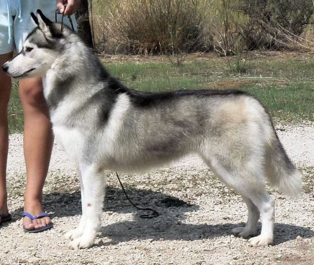 Photo of Kristari’s Lacey