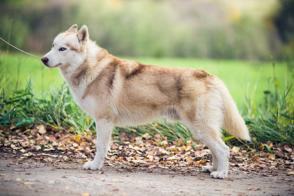 Photo of Vento Libero Ligo Karbuki Fango