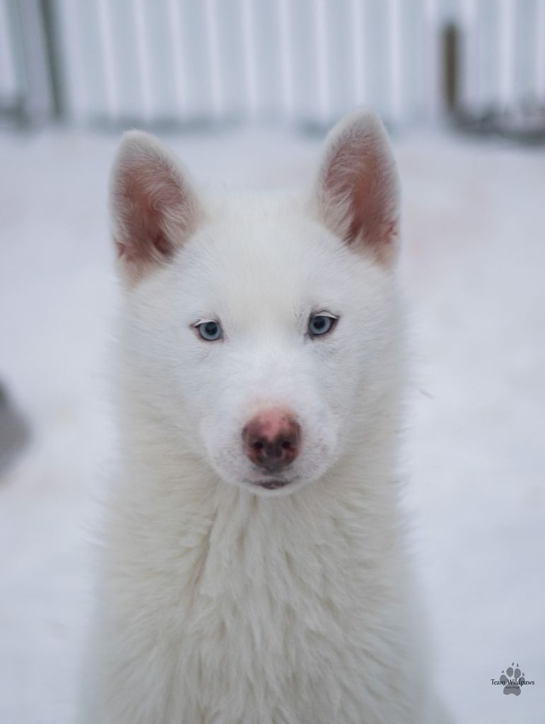 Photo of Yabasta G-Force Nyx Happened