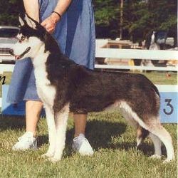Photo of Kimlan’s Koryna
