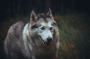 Photo of Kassandra Povelitelnica Sudeb