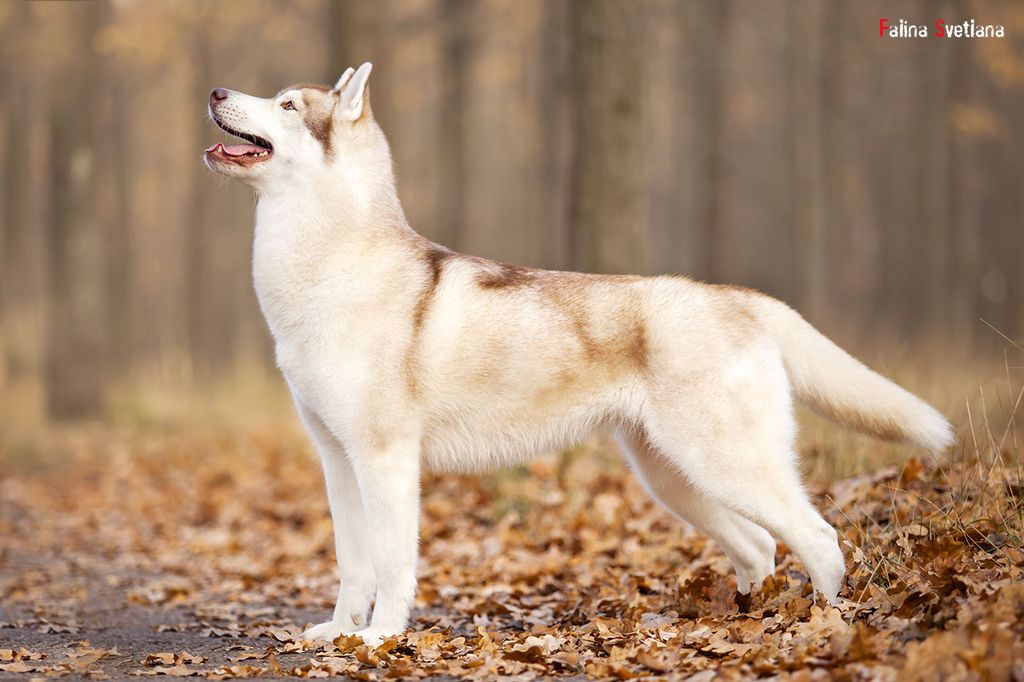 Photo of Siberian Miracle My Miracle