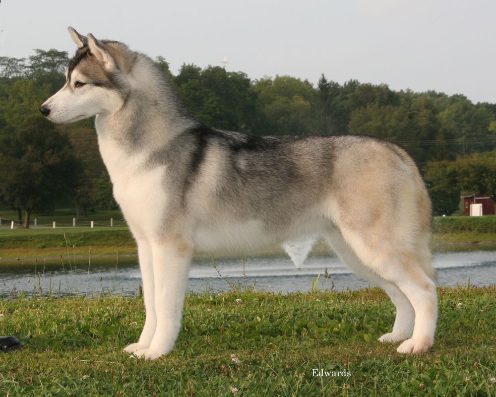 Photo of Snoebear’s Silver Seduction