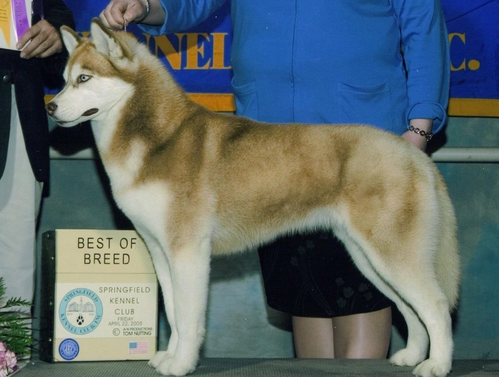 Photo of Snowfire’s Cosmopolitan