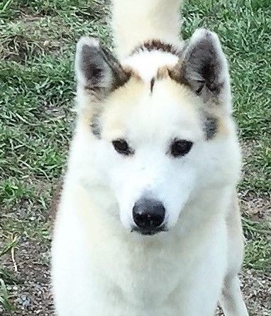 Photo of Loosha of Arcticsun