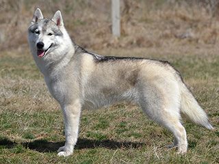 Photo of Magnificent Nala of True by Heart Siberians