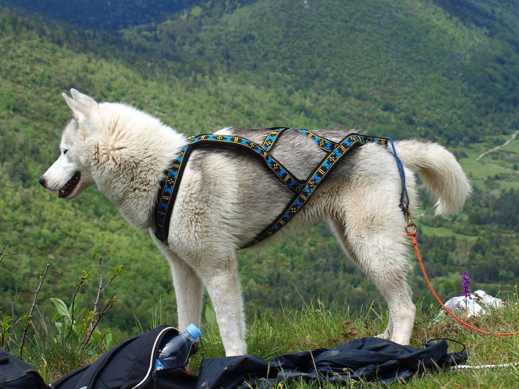 Photo of Eternal Spirit Laika