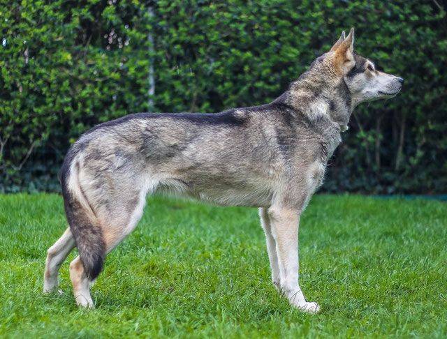 Photo of Working Husky Ätti