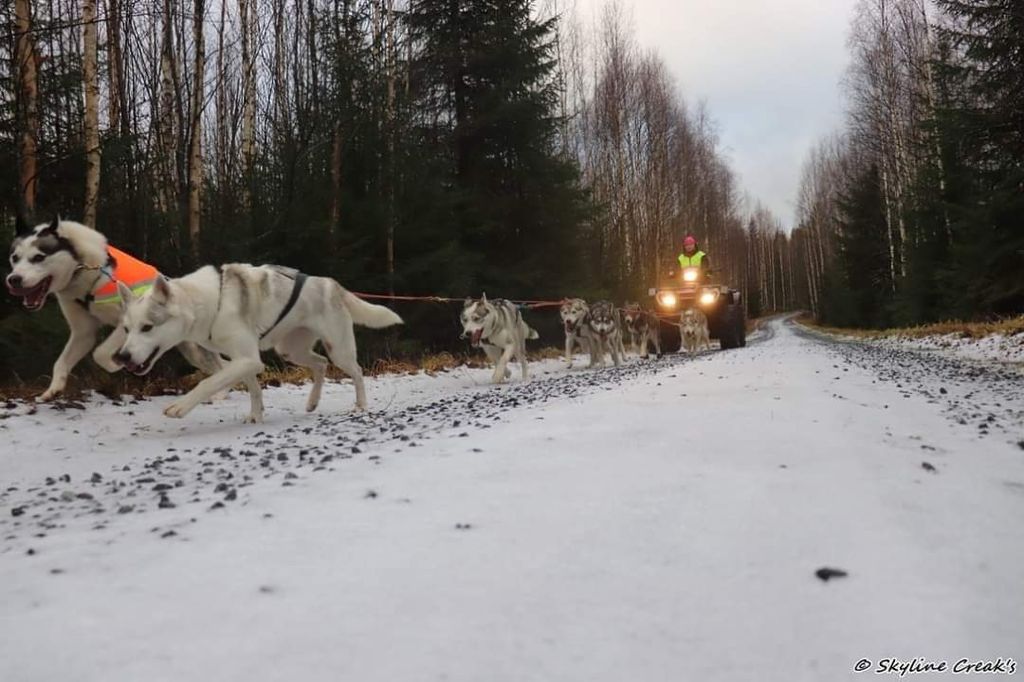 Photo of Lumikiisan Juoksija Fiona