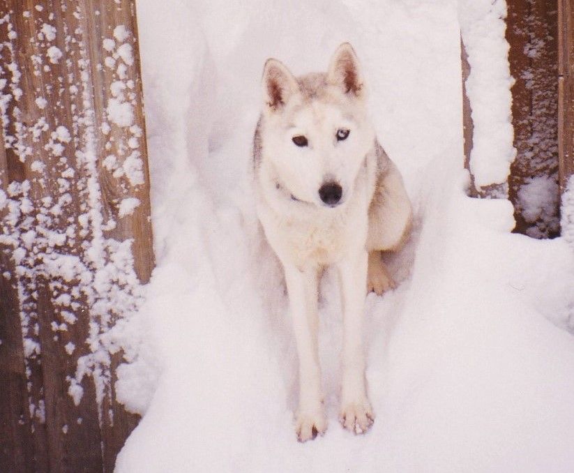 Photo of Tora (Norway-1994)