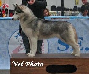 Photo of Winalmik’s Anastasia