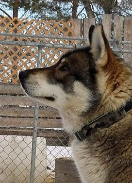 Photo of Wildwinter Arcticsun Huck Finn