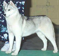 Photo of Kansa’s Windsong O’Jestar