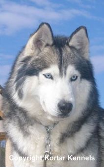 Photo of Kortar’s Kottabear