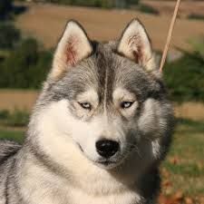 Photo of I'm A Little Wolk Des Reves De Neige