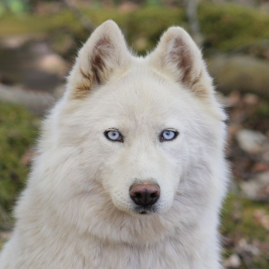 Photo of Liubov's Lune De Glace