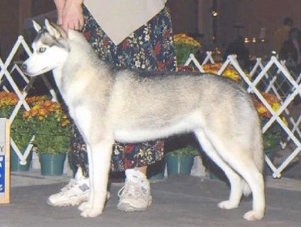 Photo of Amorok’s Light Breeze