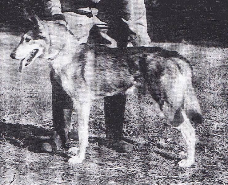 Photo of Kodiak’s Merlin X