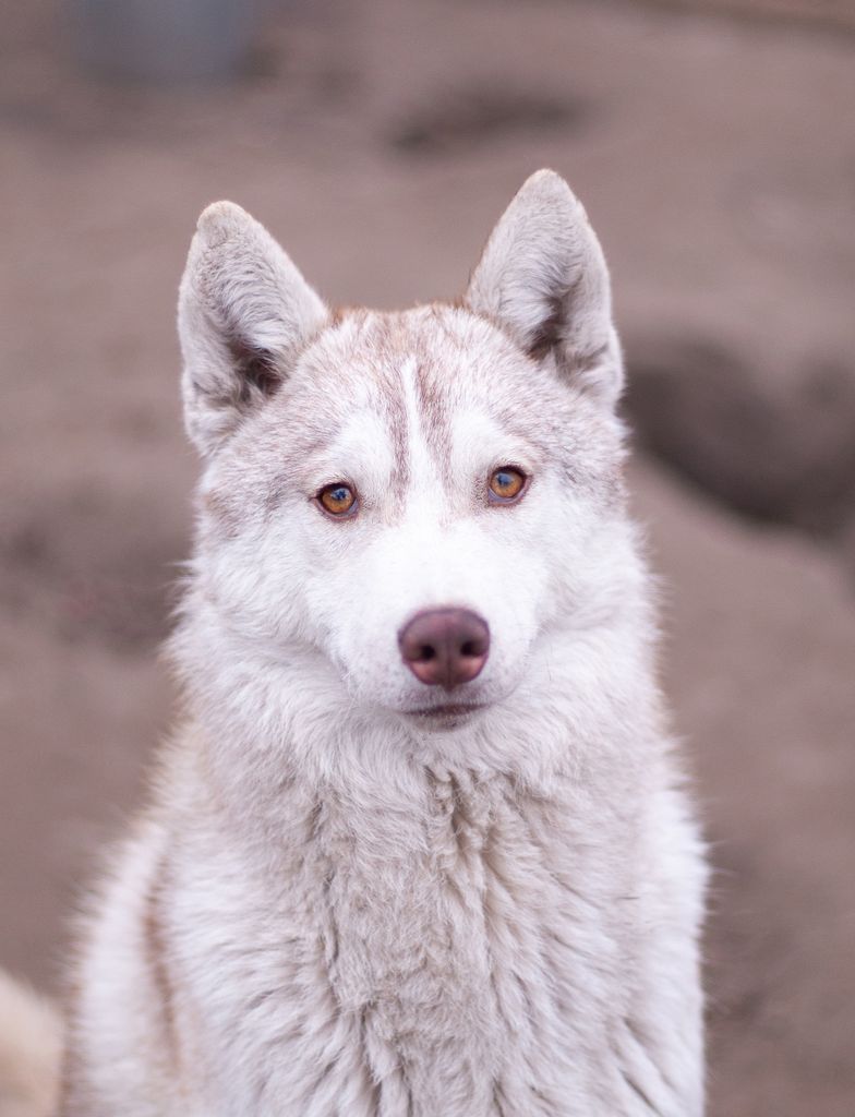 Photo of Io from Minsky Siberians