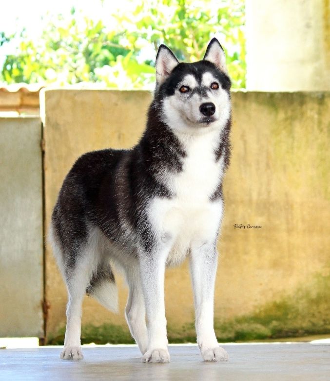 Photo of Vega Star's Ravenna