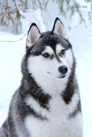 Photo of Husky Haven Rosarita Is Nice