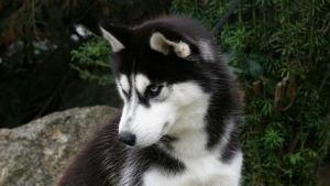 Photo of Great Dark Devil des Reves De Neige