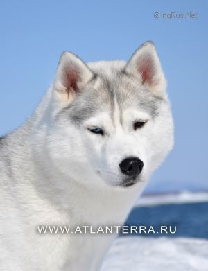 Photo of Koobear Golly Ms Molly