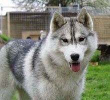 Photo of Kalimah Of Doghouse-Farm