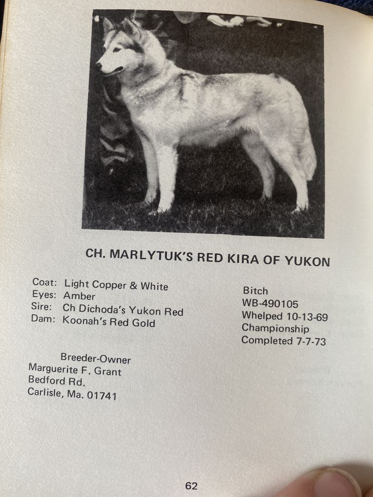 Photo of Marlytuk’s Red Kira of Yukon
