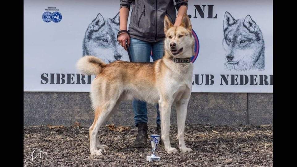 Photo of Kvikk Av Chi-ka Siberians