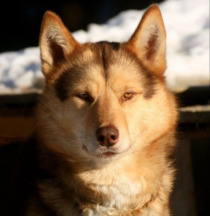 Photo of Vargteam’s Birk
