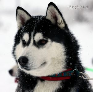 Photo of Husky Haven Fire And Ice