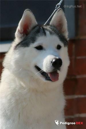 Photo of Husky Haven Mayami Sunshine