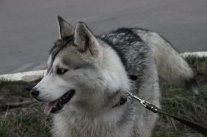 Photo of Douson