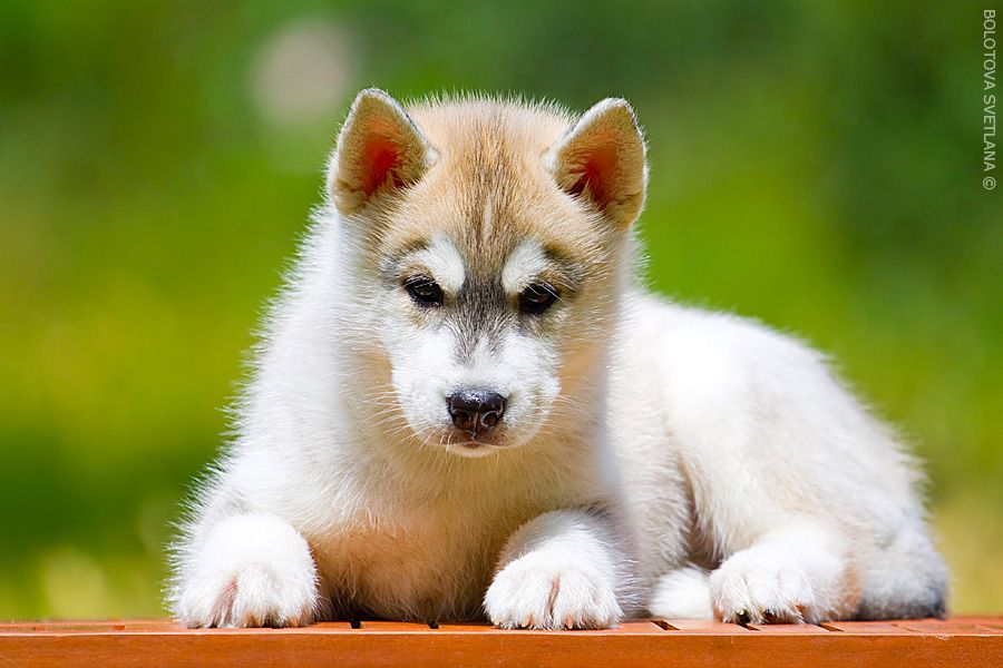 Photo of Siberian Miracle Judy Zest