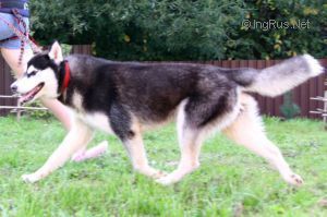 Photo of Tango Nordic Light Kattyval
