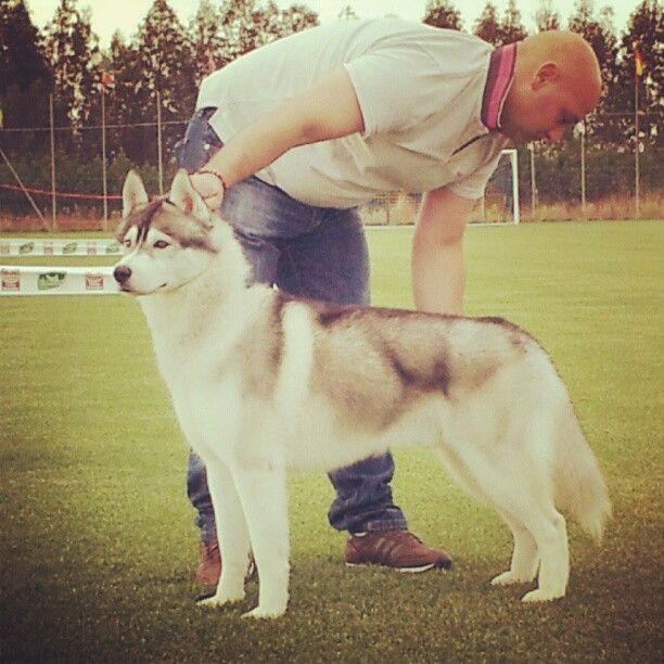 Photo of Snowmist’s Uragan Victor Pinto
