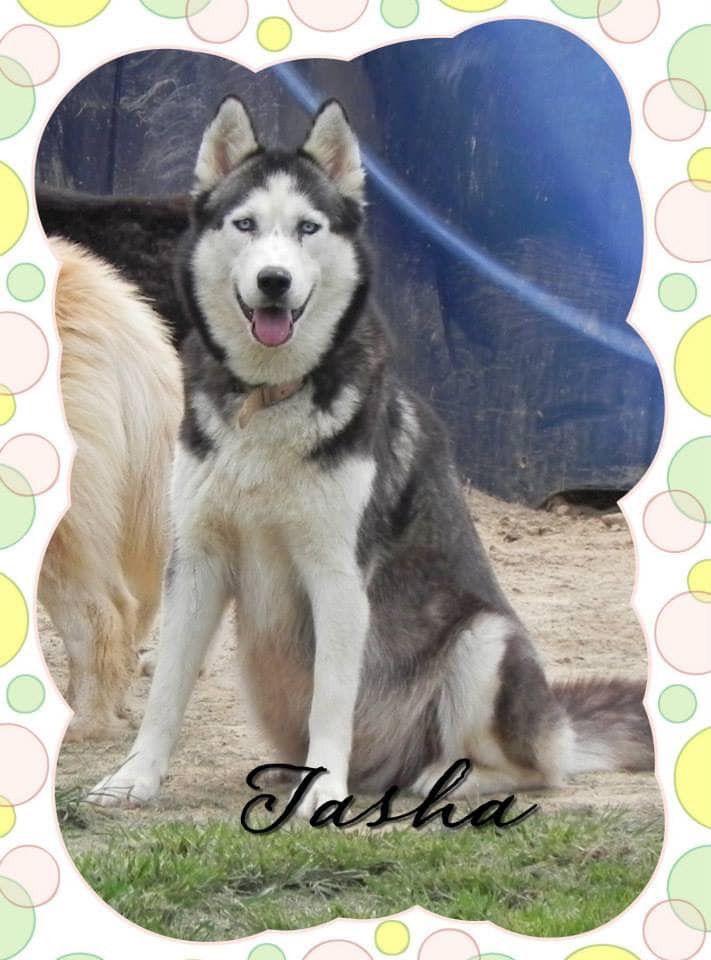 Photo of Puppy Lov’s Tasha Mae