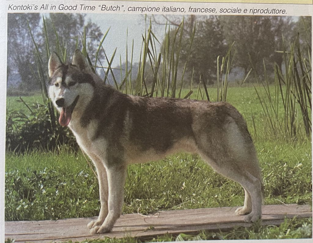 Photo of Kontoki's All In Good Time