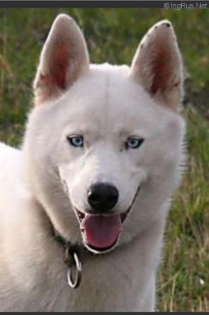 Photo of Moonrun’s Lynx