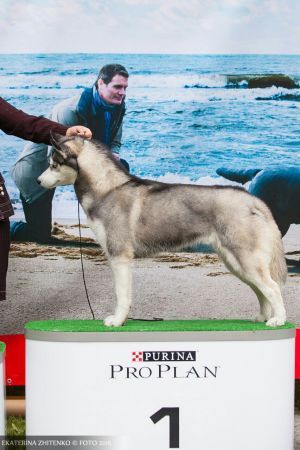 Photo of Arnato Baldesarini Sibirskaya Legenda